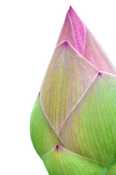 Isolate Of Lotus Flower On White Background