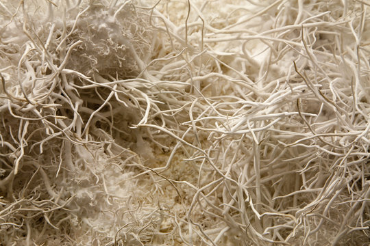 detail of aragonit structure