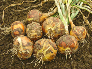 fresh harvested onions