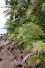 Guyane - Les &Icirc;les du Salut