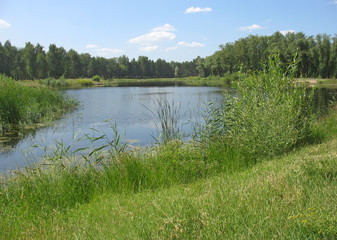 Summer landscape: pond in the park