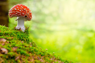 Fly Agaric or Toadstool in the forest - obrazy, fototapety, plakaty