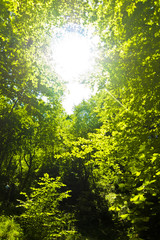 green leaves background in sunny day
