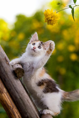 tricolor kitten on wooden stairs