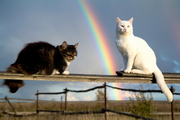 two cats sit on fence and rainbow
