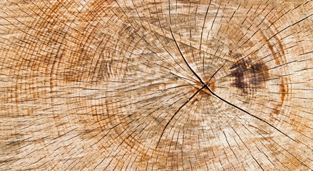 Holzstamm - Jahresringe