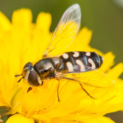 Feasting On Yellow