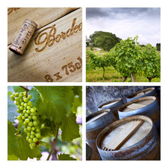 Vigne, vignoble, raisin, vendange, vin, Bordeaux, culture