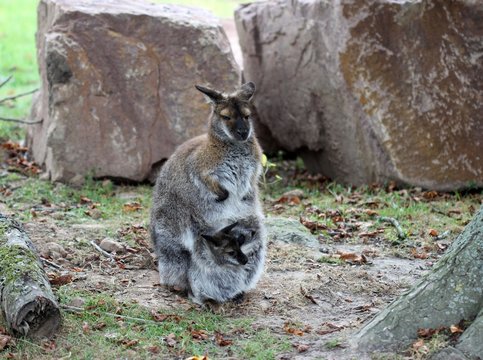 Bennettkänguru mit Baby im Beutel