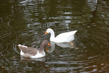 Leineganspaar im Wasser