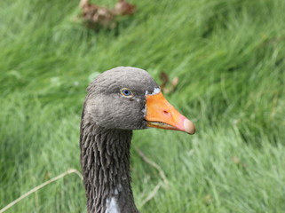 Leinegansportrait
