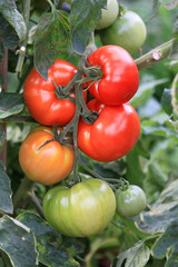 Fleischtomaten am Strauch - verschiedene Reifegrade