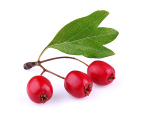 Hawthorn with leaf