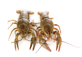 Alive crayfishes isolated on white close-up