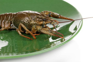 green crayfish on the plate on white background close-up
