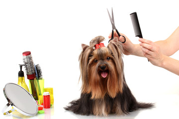 Grooming the yorkshire terrier isolated on white
