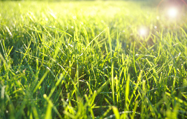 Green grass field with lens flare effect