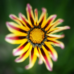 Flower blossom in top view