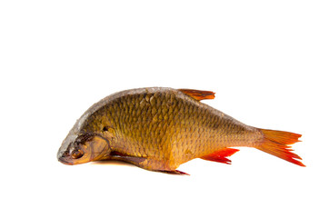 isolated on white smoked fish roach