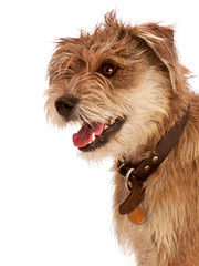 Cute shaggy pet terrier with happy expression