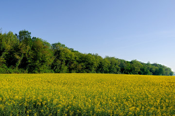 paesaggio giallo verde azzurro