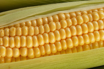 corn cob