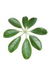 Naklejka premium Green leaves on white background