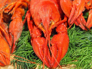 Red boiled crawfishes and green dill on a woden board.