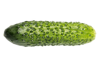 single green cucumber with pimples