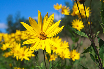 Yellow flower of topinambour