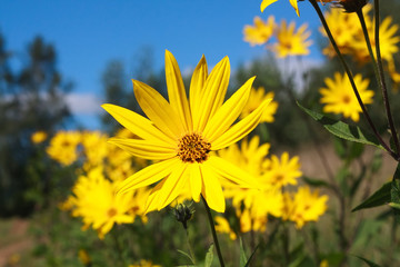yellow topinambour flower