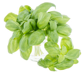Basil bunch isolated on white