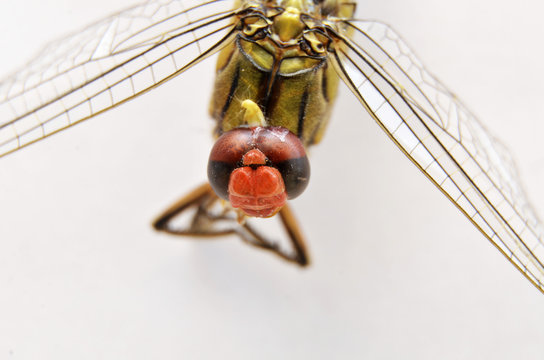 dragonfly (detail)