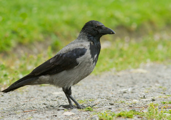Hooded Crow
