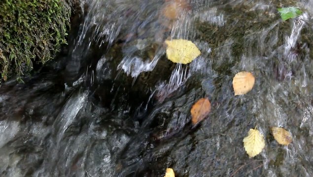 leaves in creek