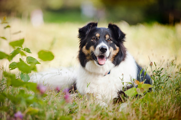 happy dog border collie