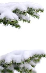 Christmas winter snowy background with spruce branch