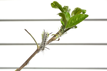 Black and white hickory tussock caterpillar