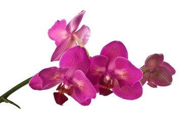 orchid isolated over white