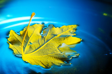 yellow leaf