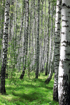 Fototapeta birch grove