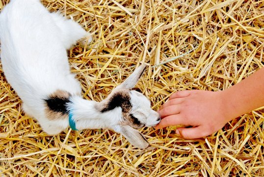 capretta animale da fattoria