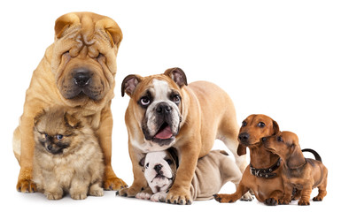 Group of  dogs in front of white background