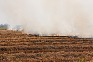 The dry grass in the field burns inflated