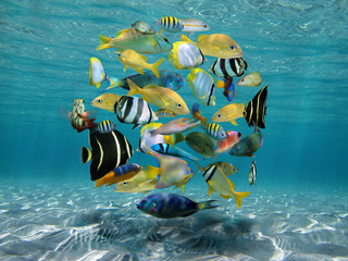 Shoal of colorful tropical fish grouped together in circle shape (digitally composed) underwater...
