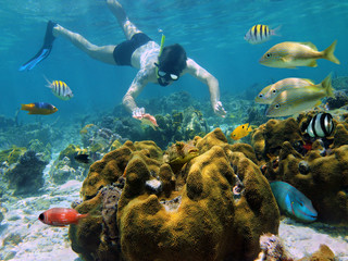 Man snorkeling underwater looks a starfish in a coral reef with tropical fish, Caribbean sea - obrazy, fototapety, plakaty