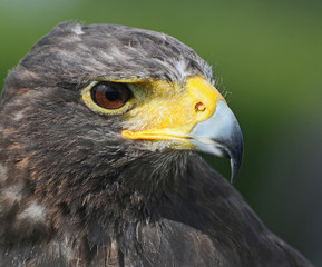 Amerikanischer Bussard vorm Wald