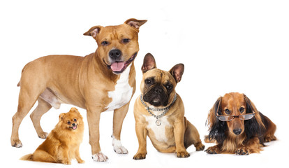 Group of  dogs in front of white background