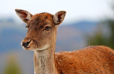 portrait of a young deer