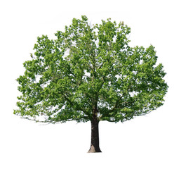Obraz premium green tree isolated on white background